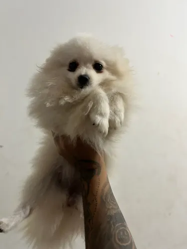 Spitz alemão fêmea 