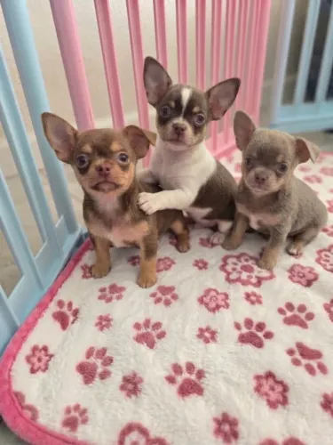 Meninas chihuahua lindas!!