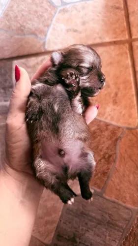 Spitz alemão