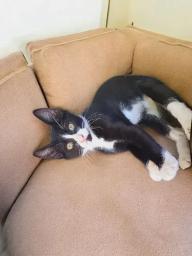 Gatinho Frajola para Adoção Responsável 