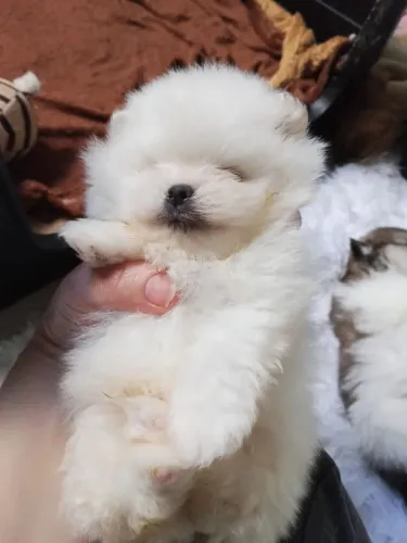 Lulu/ Spitz alemão anão macho