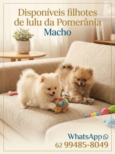 Filhotes Lulu Machos