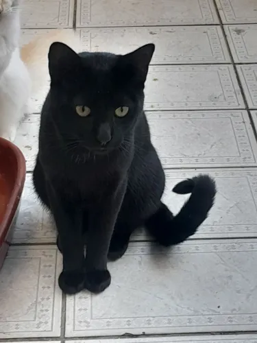 Doa se um lindo gato 