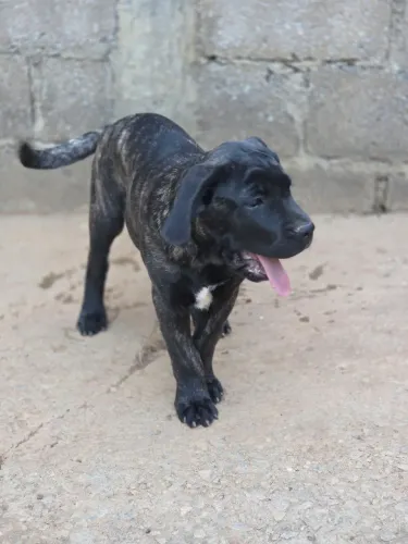 Último Filhote DE CANE CORSO ITALIANO 
