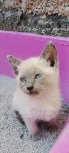 Lindas gatinhas siamesas BLUE 46 dias 