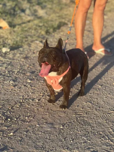 Cachorro