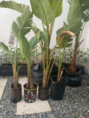 Ravenala de 70cm a 1 metro de altura