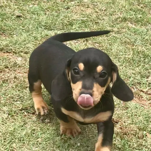 Dachshund | O amor mora aqui