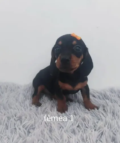 Teckel Kaninchen filhotes 