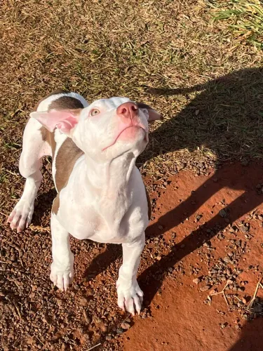 Pitbull 3 messes