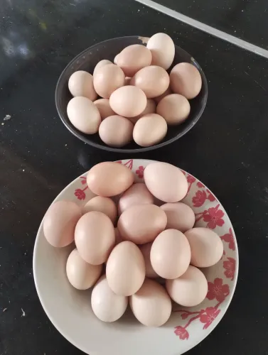 Ovos de galinha Brahma