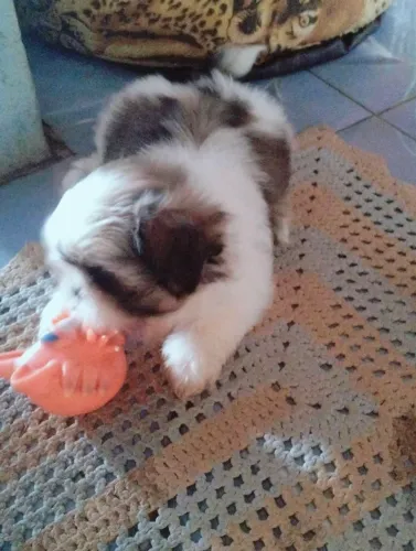Cachorro ?