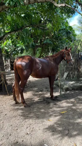 Cavalo de procedência