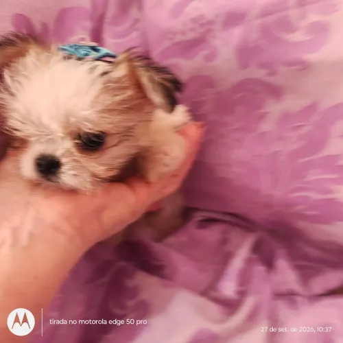 Shih Tzu