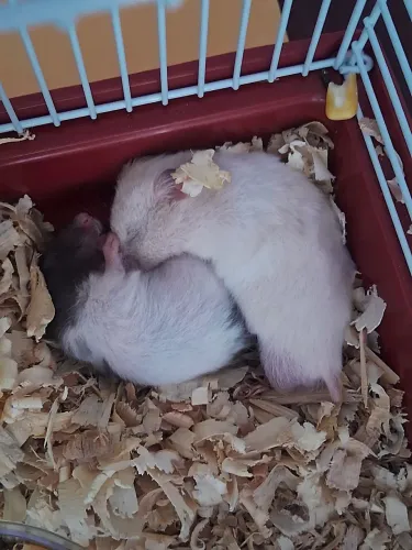 2 Hamster com Gaiola completa