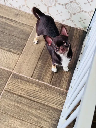 CHIHUAHUA