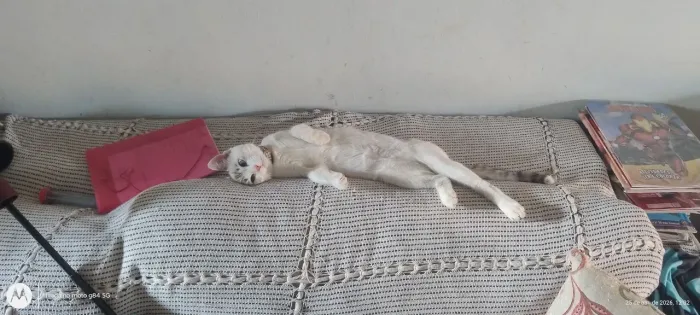 Doando lindos gatinhos 