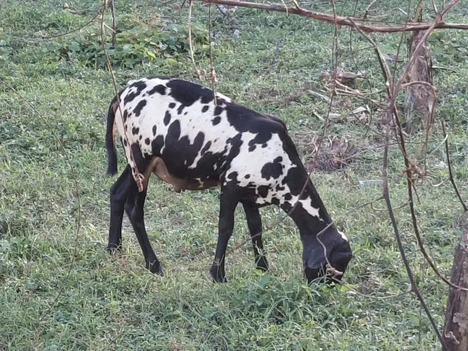 Carneiro 