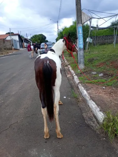 Potra
