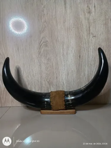 ENFEITE DE ESCRITORIO - CHIFRE DE BOI VERDADEIRO -ENFEITE DE MESA E PAREDE - PERFEITO