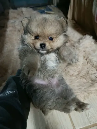 Fofuras lulu Pomerânia