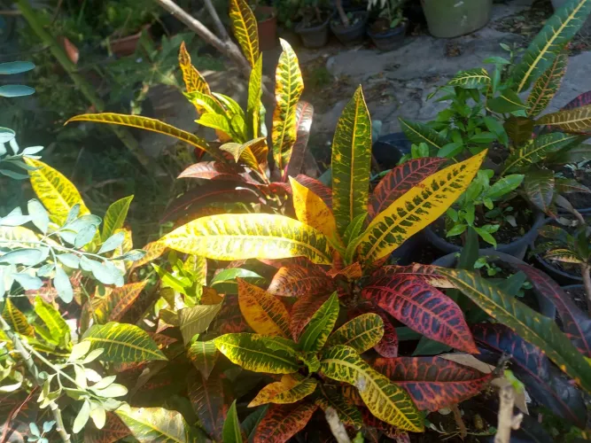 plantas