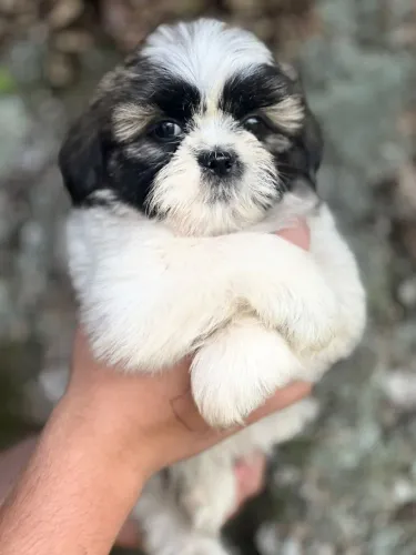 Filhotes de Shih Tzu Padrão da Raça