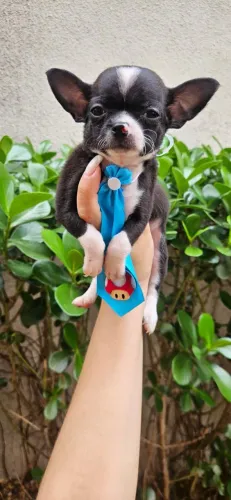 Chihuaua macho com 50 dias vacinado