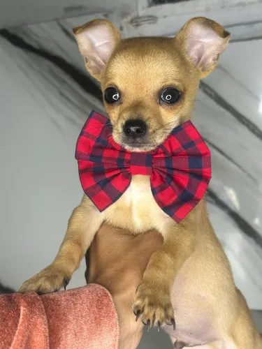 Chihuahua macho