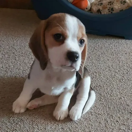 Beagle: leve agora um amigo cheio de energia e carinho
