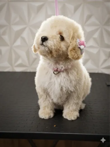 Filhote de poodle