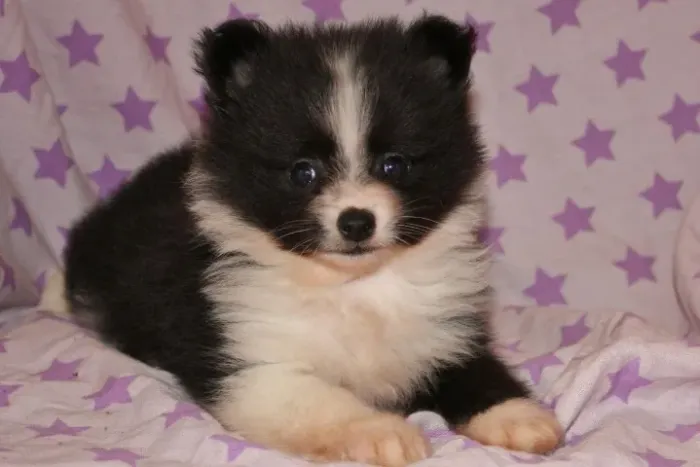 Filhote de Spitz Alemão O Pequeno Encanto Que Vai Roubar Seu Coração