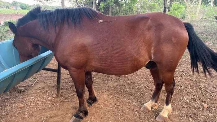 Cavalo e um Pônei