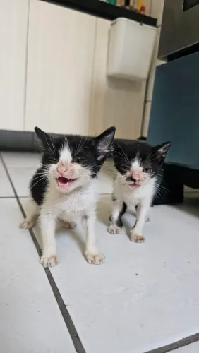 Gatinhas fêmeas Adoção responsável 