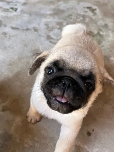 Filhotes de Pug