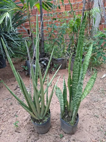 Lança e espada de São Jorge