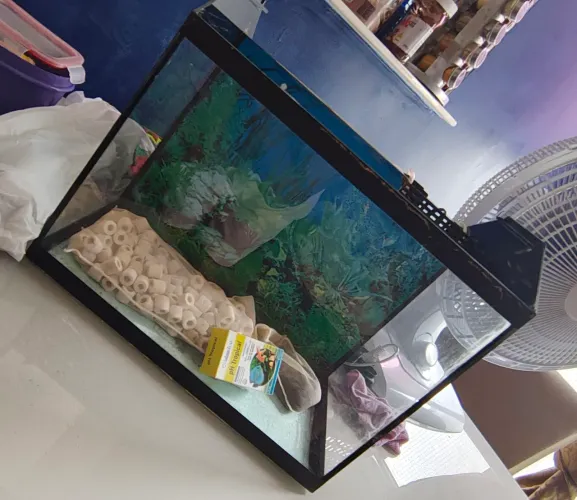Aquario