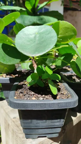 Pilea