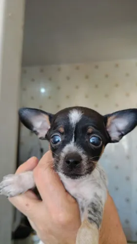 Filhote de cachorro