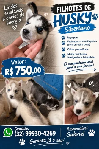 Vende-se filhotes de husky siberiano