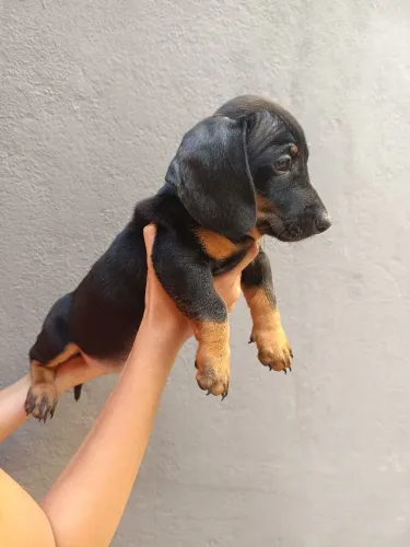 Dachshund ( teckel salsichinha )fêmea e macho