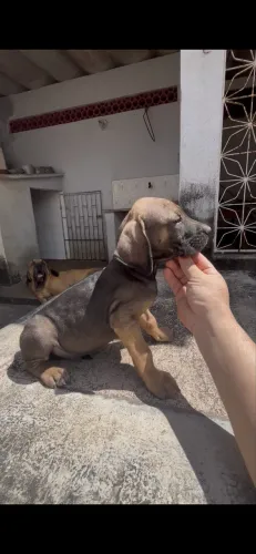 Fila Brasileiro