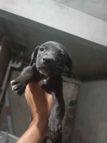 Doação responsável filhote pitibul tierier 