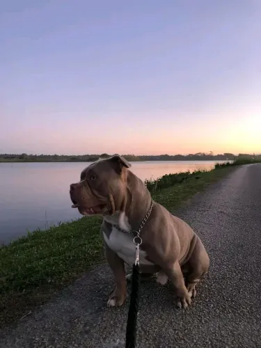 América bully disponível 