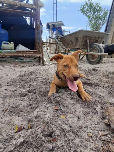 Cachorra para adoção