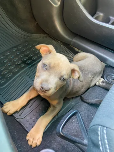 Filhotes American Bully 