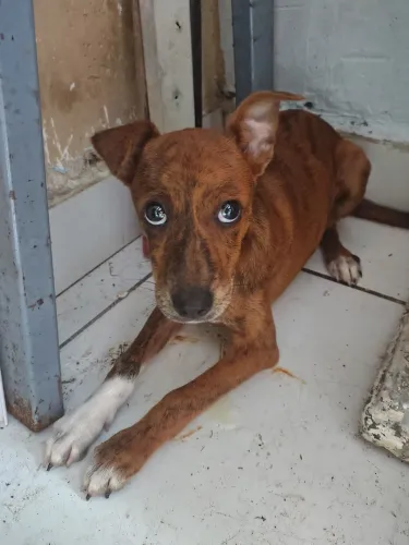 Doação de cachorrinha