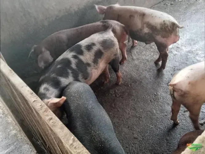 vendo porco