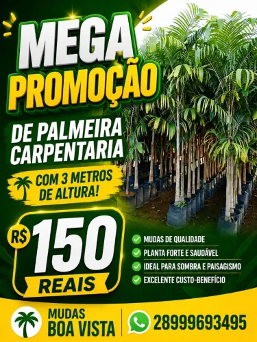 Palmeira carpentaria