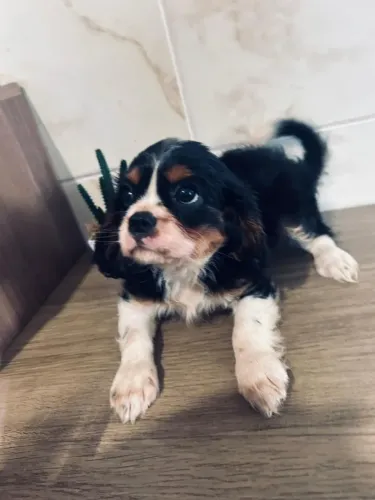 Cavalier King - Dama dos sonhos.